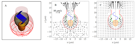 Choanoflagellate model with a flagellar vane (A), observed average velocity field for D. grandis (B), and velocity field from CFD model including a 5-μm-wide flagellar vane (C).