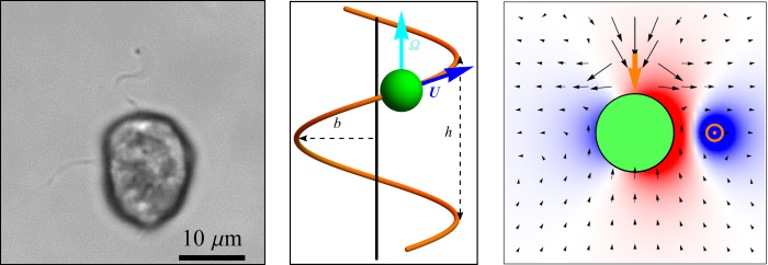 Individual of the flagellate species Heterosigma akashiwo (left), helical trajectory of a model flagellate (middle), and velocity field for the theoretical model of H. akashiwo (right).
