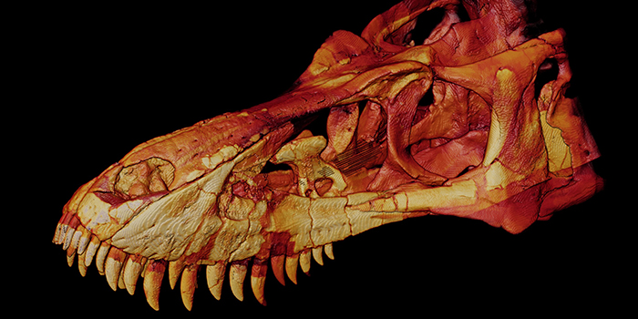 Forskere fra DTU Fysik og DTU Compute har i marts 2021 hjulpet Statens Naturhistoriske Museum i København med 3D-scanning af et 66 millioner år gammelt Tyrannosaurus rex-kranie, kaldet Casper. Scanningen er sket på 3D Imaging Center, 3DIM, i Lyngby i regi af det danske projekt DaSSCo, hvor Danmarks naturhistoriske museer sammen med DTU og med penge fra Uddannelses- og Forskningsministeriet skal opbygge en national platform for digitalisering af naturhistoriske samlinger. Foto: 3DIM
