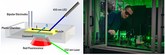 quantum diamond detector for biological sensing