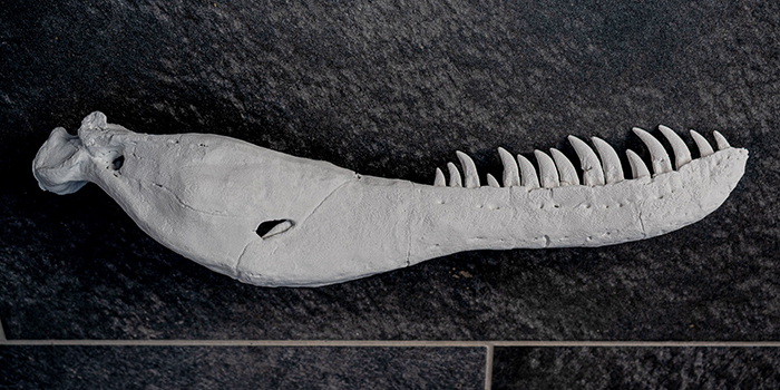 3DIM på DTU har 3D-printet en underkæbe for Statens Naturhistoriske Museum på baggrund af data fra 3D-modellen, som man har lavet ud fra scanningen på DTU. Foto: 3DIM
